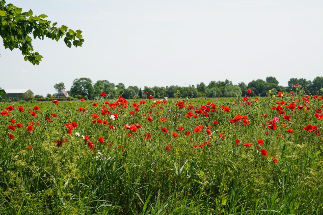 Gastenverblijf Eenigenburg Esterno foto